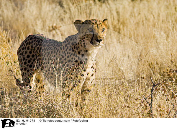 Gepard / cheetah / HJ-01978