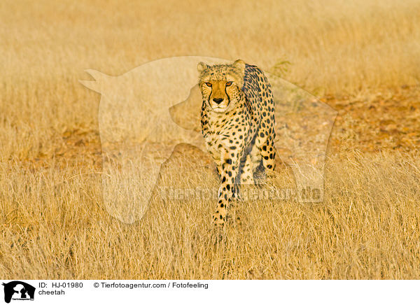 Gepard / cheetah / HJ-01980