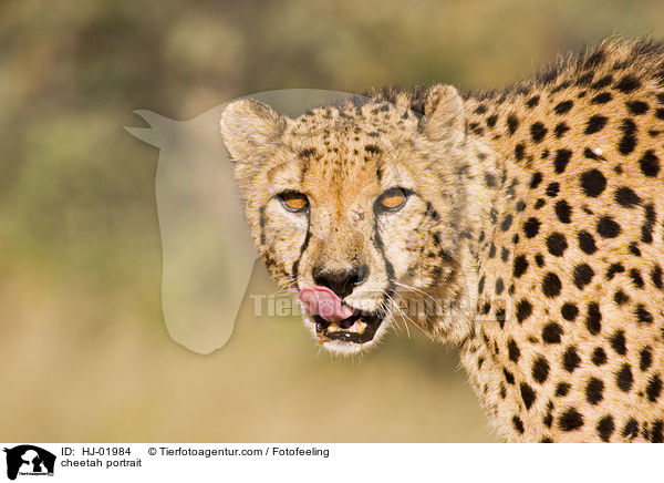 Gepard Portrait / cheetah portrait / HJ-01984