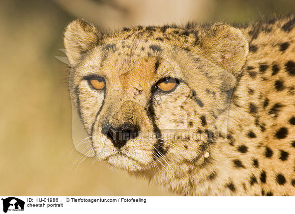 Gepard Portrait / cheetah portrait / HJ-01986