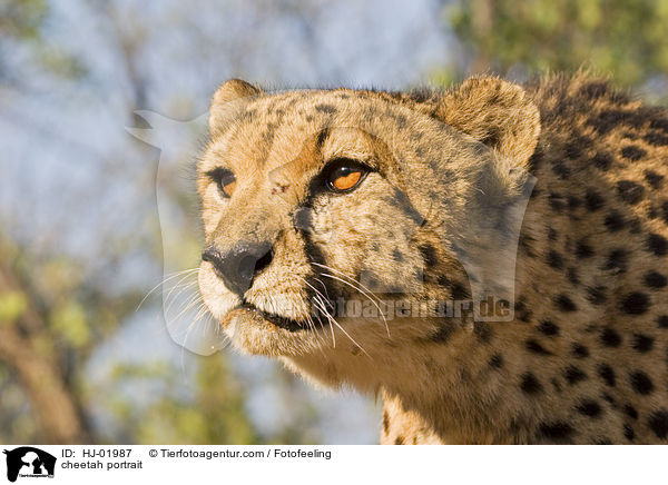 Gepard Portrait / cheetah portrait / HJ-01987
