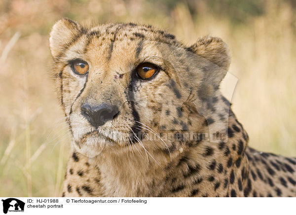 Gepard Portrait / cheetah portrait / HJ-01988