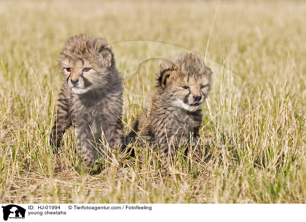 junge Geparden / young cheetahs / HJ-01994