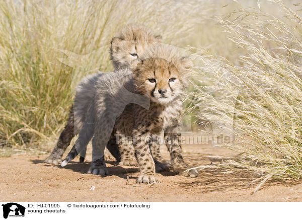 junge Geparden / young cheetahs / HJ-01995