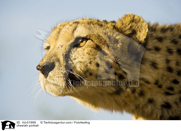 Gepard Portrait / cheetah portrait / HJ-01999