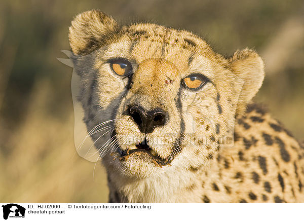 Gepard Portrait / cheetah portrait / HJ-02000