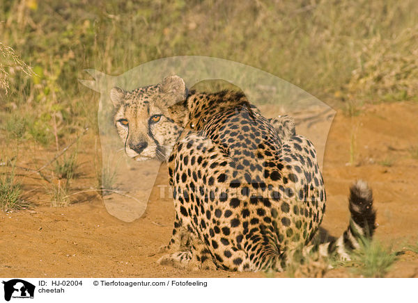 Gepard / cheetah / HJ-02004