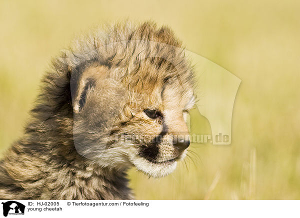 junger Gepard / young cheetah / HJ-02005