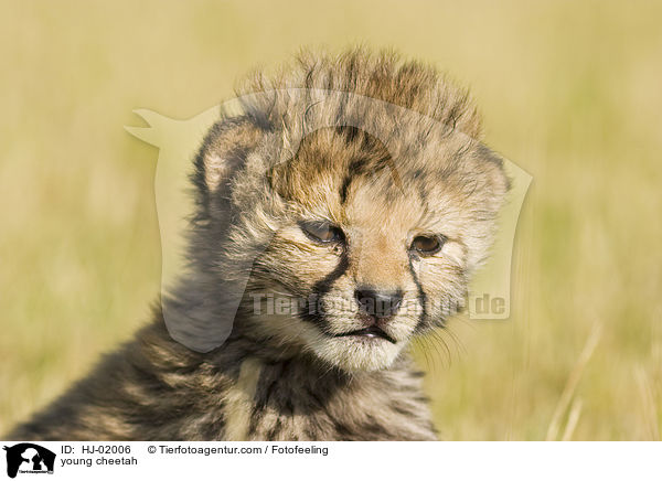 junger Gepard / young cheetah / HJ-02006