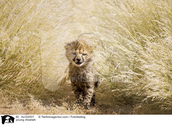 junger Gepard / young cheetah / HJ-02007
