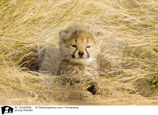 junger Gepard / young cheetah / HJ-02008