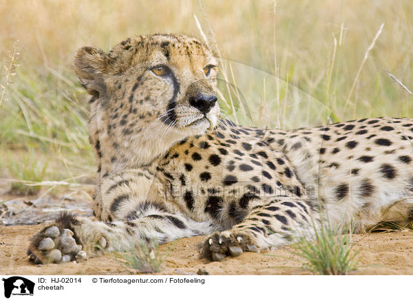 Gepard / cheetah / HJ-02014