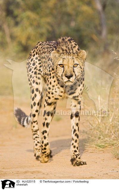 Gepard / cheetah / HJ-02015