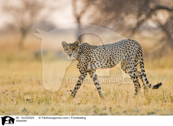 cheetah / HJ-02024