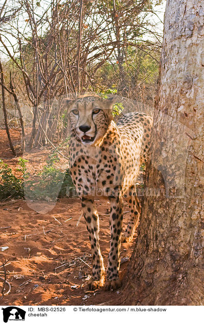 Gepard / cheetah / MBS-02526