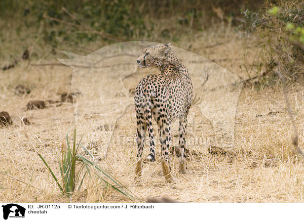 Gepard / cheetah / JR-01125