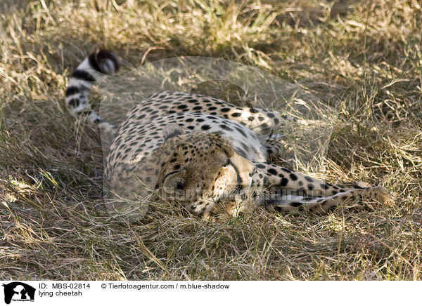liegender Gepard / lying cheetah / MBS-02814