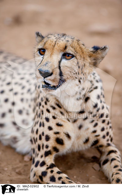 cheetah / MAZ-02902