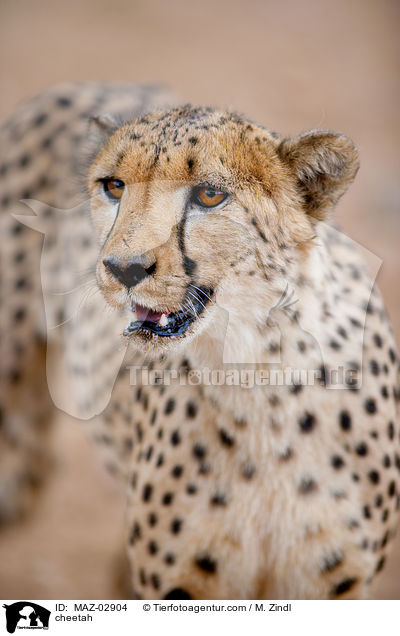 Gepard / cheetah / MAZ-02904