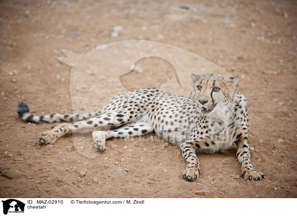 Gepard / cheetah / MAZ-02910