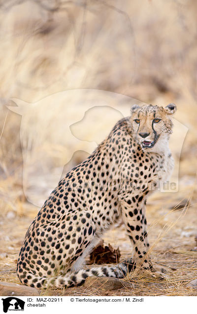 Gepard / cheetah / MAZ-02911