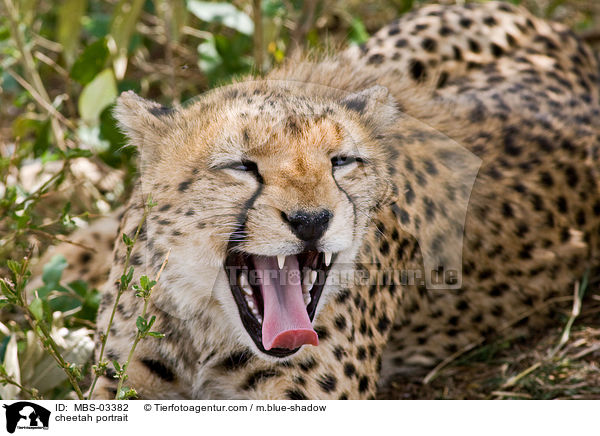 Gepard Portrait / cheetah portrait / MBS-03382