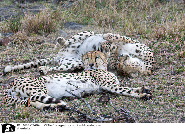 cheetahs / MBS-03404