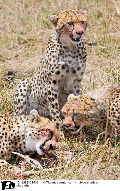 Geparden / cheetahs / MBS-03433