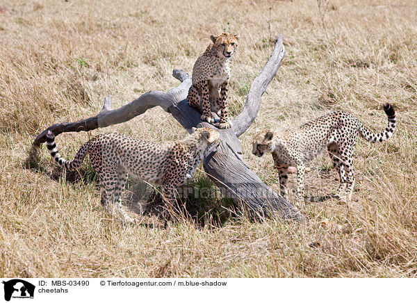 cheetahs / MBS-03490