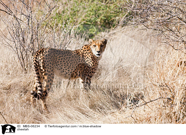 Gepard / cheetah / MBS-06234