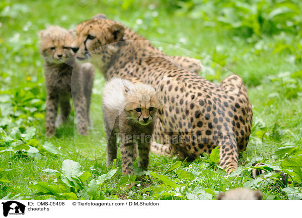 Geparden / cheetahs / DMS-05498