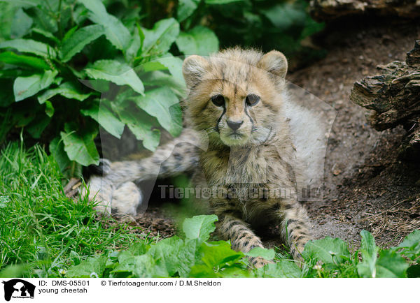 junger Gepard / young cheetah / DMS-05501