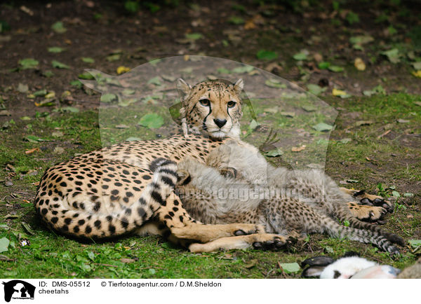 Geparden / cheetahs / DMS-05512