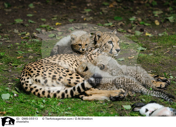 Geparden / cheetahs / DMS-05513