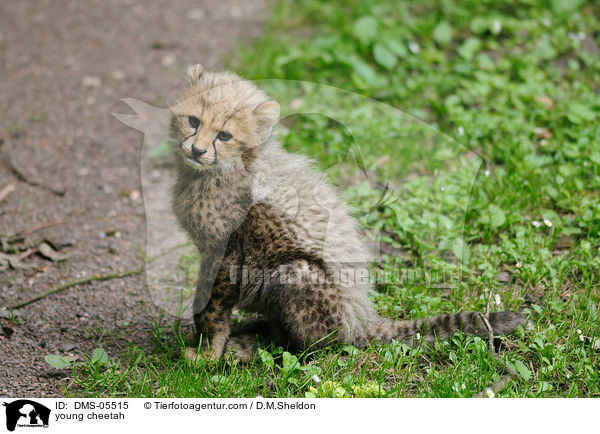 junger Gepard / young cheetah / DMS-05515