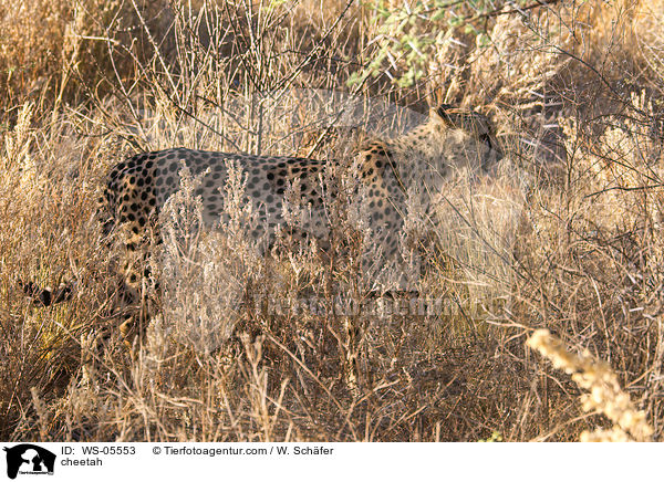 cheetah / WS-05553