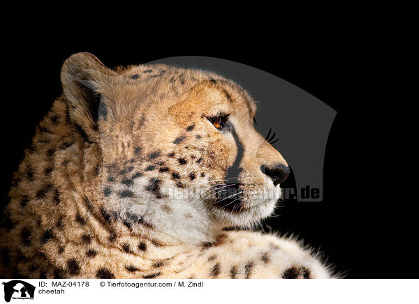 Gepard / cheetah / MAZ-04178