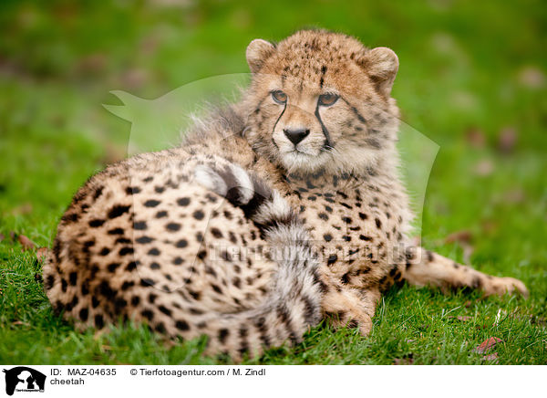 cheetah / MAZ-04635