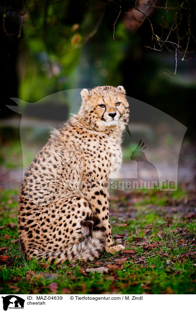 Gepard / cheetah / MAZ-04639