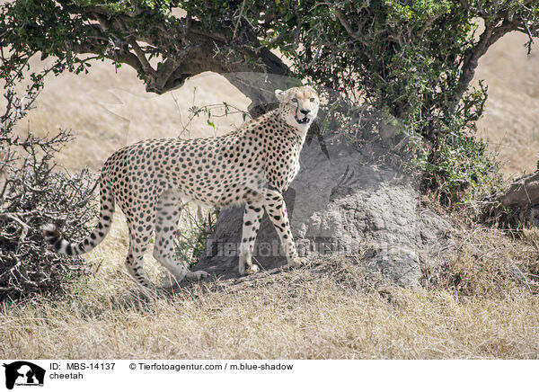 Gepard / cheetah / MBS-14137