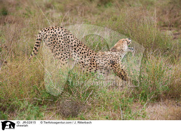 Gepard / cheetah / JR-02815