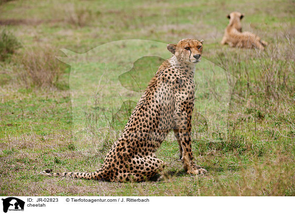 Gepard / cheetah / JR-02823