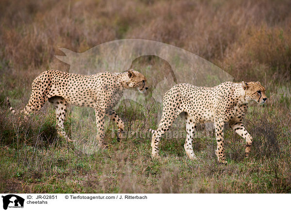 cheetahs / JR-02851