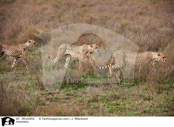 Geparden / cheetahs / JR-02852