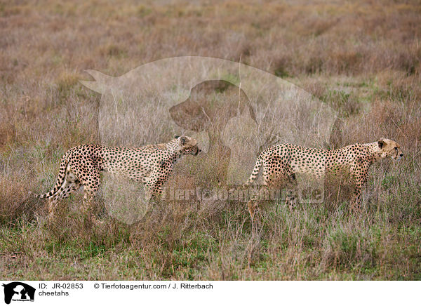 cheetahs / JR-02853