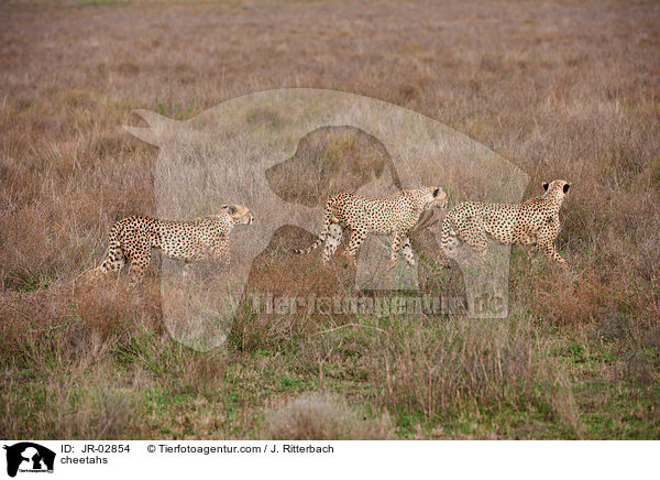 Geparden / cheetahs / JR-02854