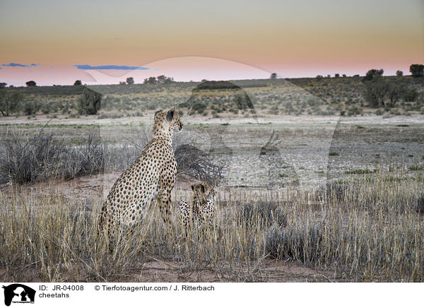Geparden / cheetahs / JR-04008