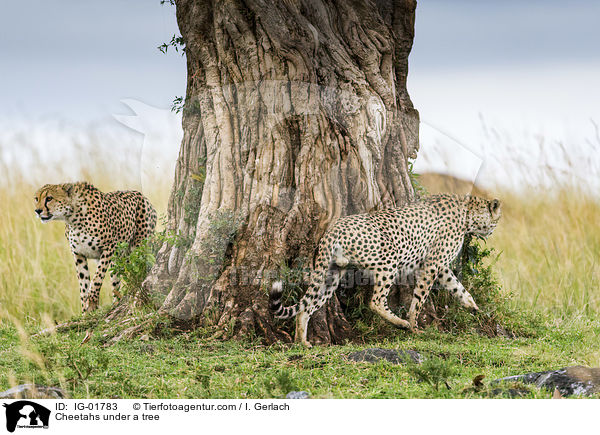 Geparden unter einem Baum / Cheetahs under a tree / IG-01783