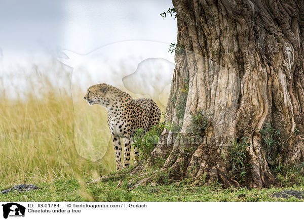 Gepard unter einem Bau / Cheetahs under a tree / IG-01784