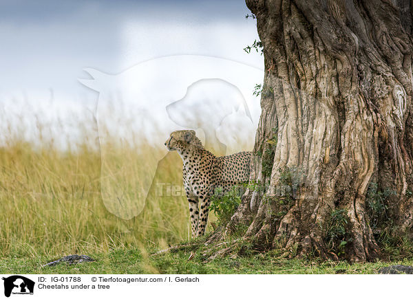 Gepard unter einem Bau / Cheetahs under a tree / IG-01788